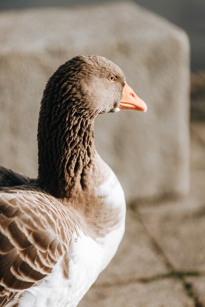 Vertical selective focus shot of a goose under the daylight