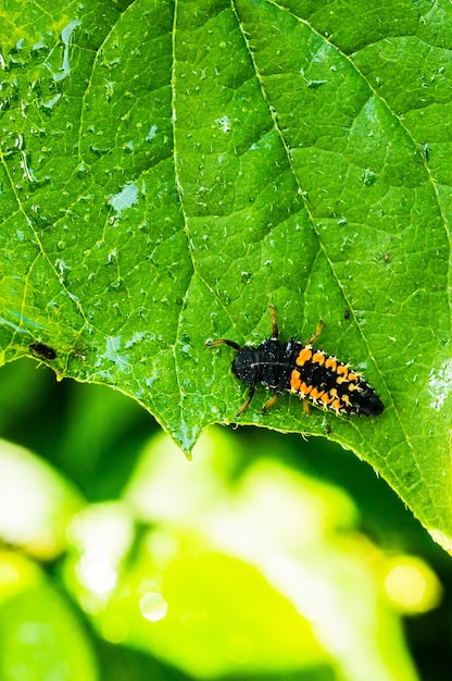 Vertical selective focus shot of a grasshopper on a green leaf