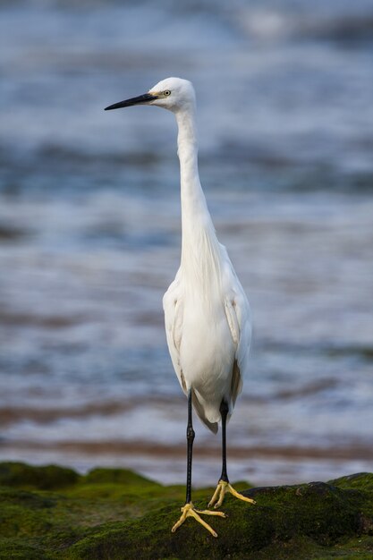 Vertical selective focus shot of a Great Egret on the moss-covered beach by the ocean