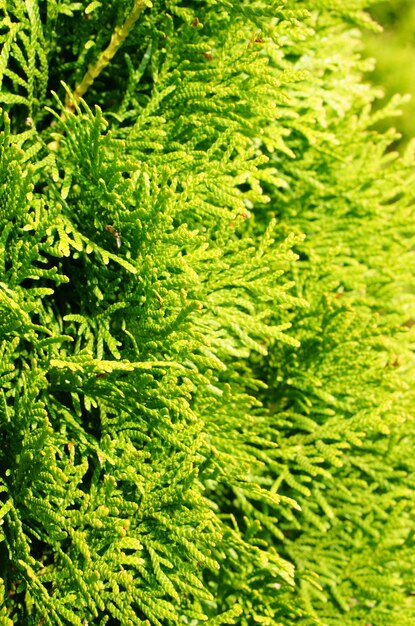 Vertical selective focus shot of a green garden tree covered by the sunlight