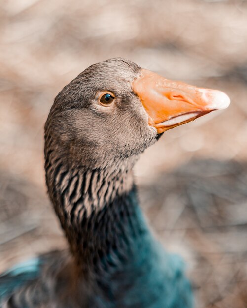 Vertical selective focus shot of grey goose with an orange beak and eyelids