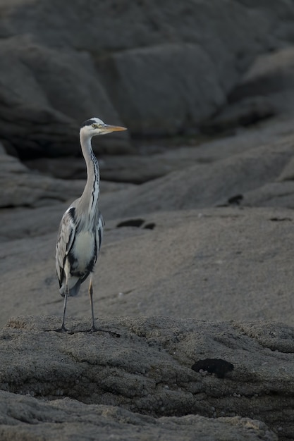 Free photo vertical selective focus shot of grey heron on a rock