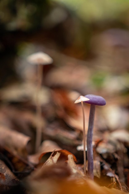 숲에서 자라는 버섯의 수직 선택적 초점