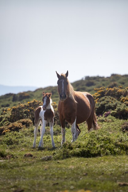 Vertical selective focus shot of a horse and pony standing in a field captured during the daytime