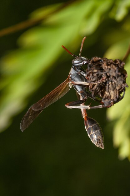 Vertical selective focus shot of an insect