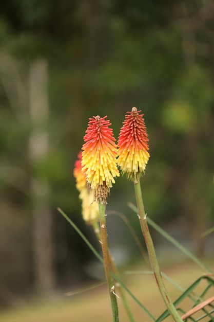 Free photo vertical selective focus shot of kniphofia uvaria