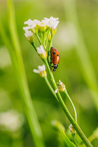 Vertical selective focus shot of a ladybird beetle on a flower in a field captured on a sunny day