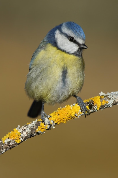 Vertical selective focus shot of a little warbler on the thin branch of a tree