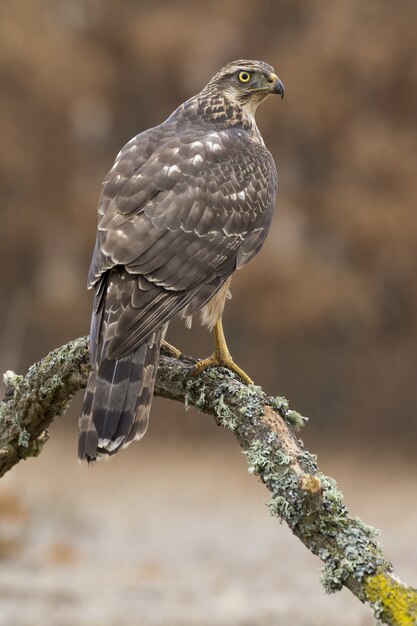 Vertical selective focus shot of a magnificent falcon sitting on the moss-covered branch of a tree