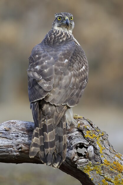 Vertical selective focus shot of a magnificent falcon sitting on a thick branch of a tree