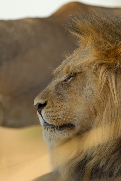 Vertical selective focus shot of a magnificent lion in the desert