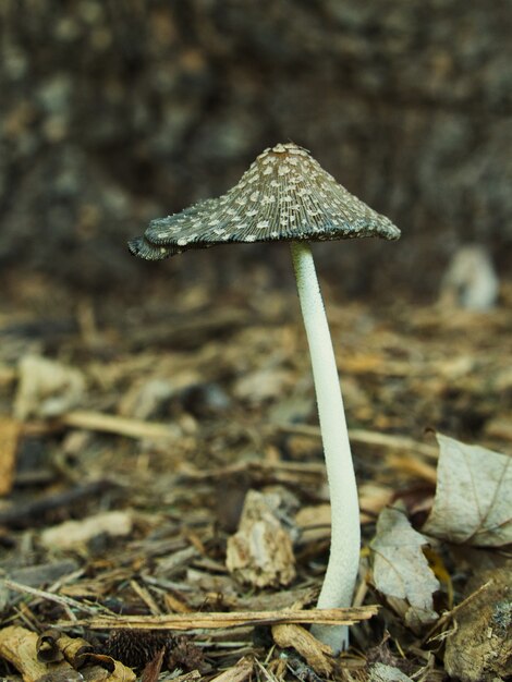 Vertical selective focus shot of magpie fungus mushroom in a forest
