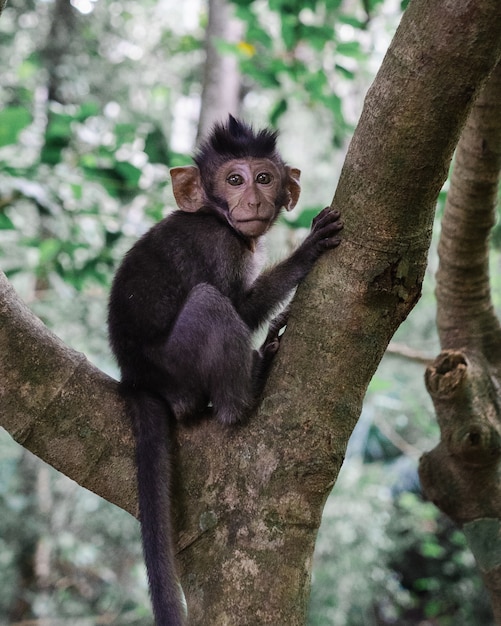 Vertical selective focus shot of a monkey sitting on a branch of a tree in the jungle
