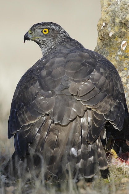 흐릿한 표면이 있는 Northern Goshawk의 수직 선택적 초점 샷