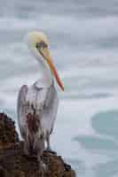 Free photo vertical selective focus shot of a pelican