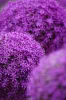 Free photo vertical selective focus shot of purple allium flowers