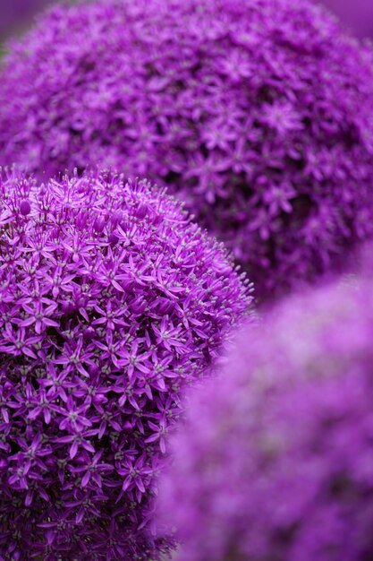 Вертикальный селективный снимок фиолетовых цветов аллиума