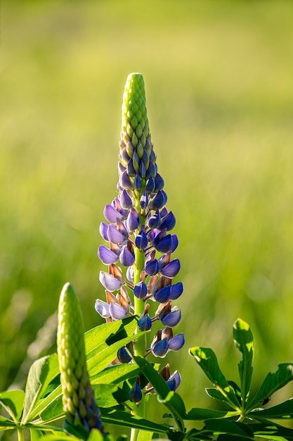 보라색 Delphinium retropilosum의 수직 선택적 초점 샷