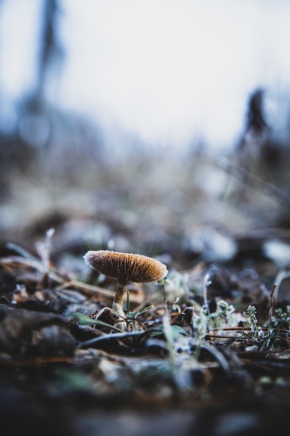 Vertical selective focus shot of a small fungus growing in the soil