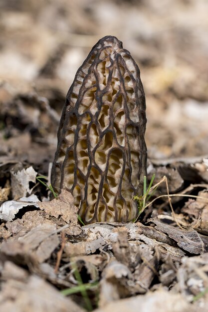 Vertical selective focus shot of a strange mushroom in the middle of the dry ground