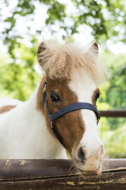 Free photo vertical selective focus shot of a white and brown horse in the fenced farmland