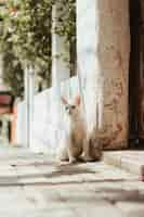 Free photo vertical selective focus shot of a white cat sitting at outdoors