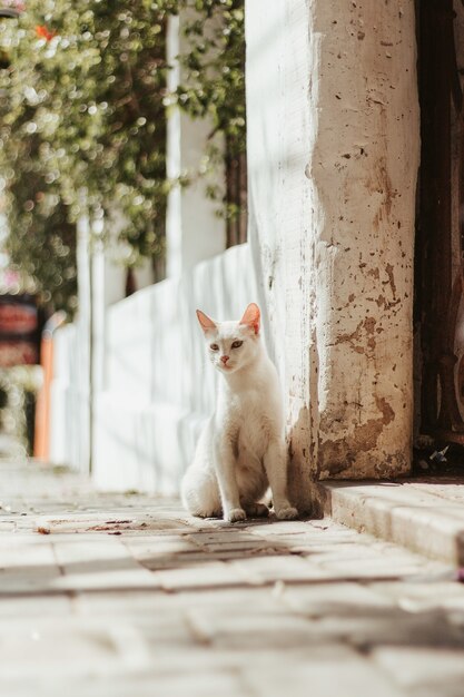 야외에 앉아 있는 흰 고양이의 수직 선택적 초점