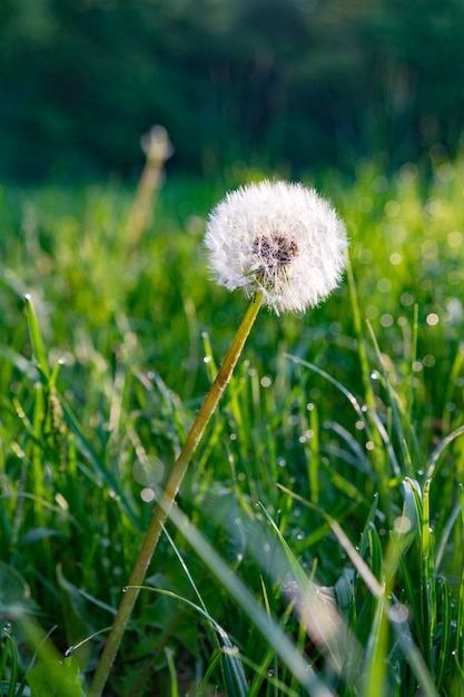 Вертикальный снимок с селективным фокусом белого одуванчика на зеленой траве