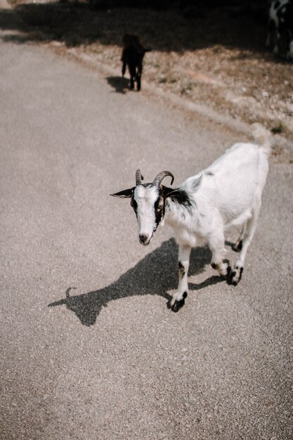 Vertical selective focus shot of a white goat on the road in the countryside