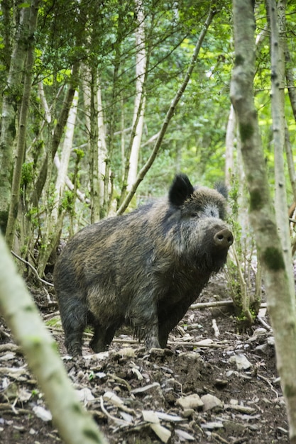 Vertical selective focus shot of wild boar in the forest
