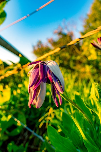 Foto gratuita messa a fuoco selettiva verticale di un fiore colorato appassito in un campo per carta da parati mobile