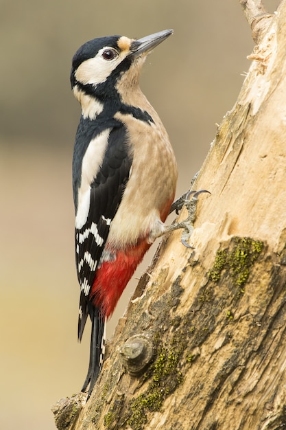 Vertical selective focus shot of a woodpecker on the trunk of a tree