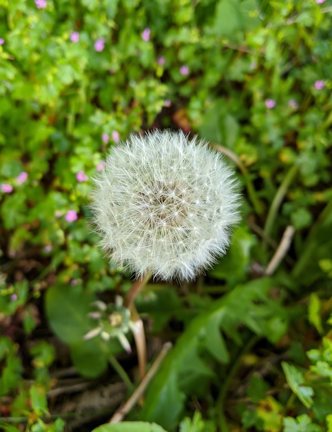 Vertical selective focus view of a dandelion with blurry greenery in the background