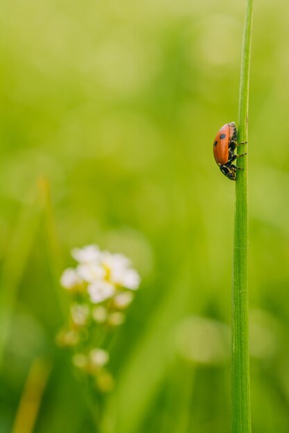 Vertical selective focus view of a ladybird beetle on a plant in a field captured on a sunny day