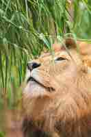 Foto gratuita colpo verticale del primo piano del fuoco superficiale di un leone maschio con una pianta verde