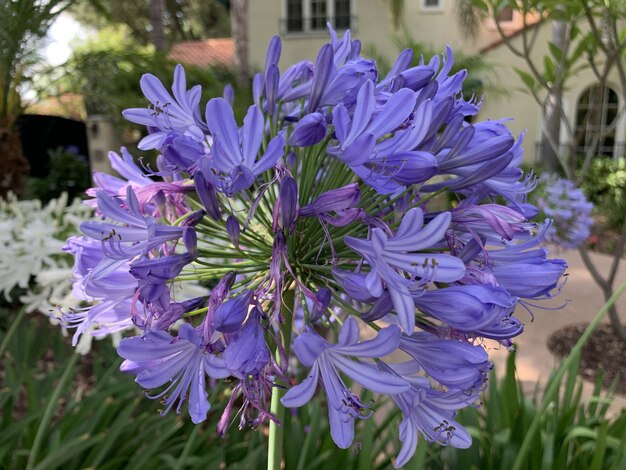 공원에서 보라색 Agapanthus 꽃의 수직 얕은 초점 근접 촬영 샷