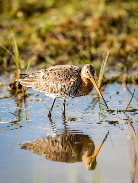 Vertical shallow focus closeup shot of a small Godwit bird standing in a pond