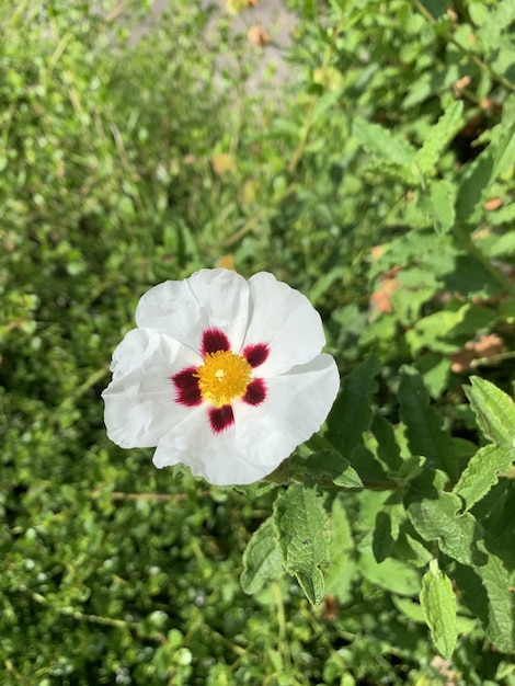 公園で白いガムロックローズの花の垂直浅焦点クローズアップショット