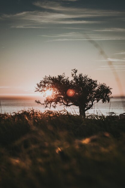 Vertical shore of a tree on the shore during the sunset