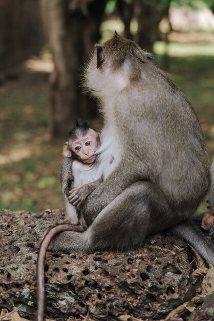 母の腕の中で愛らしい赤ちゃん猿の垂直ショット