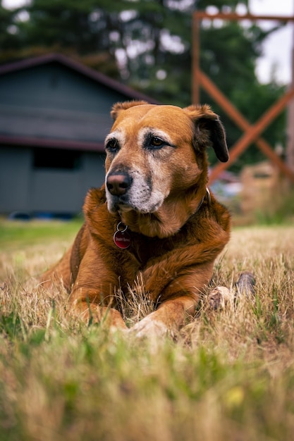 Vertical shot of an adorable brown dog in a garden