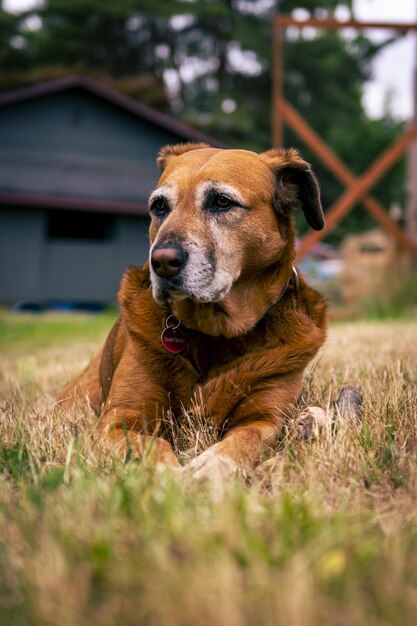 Вертикальный снимок очаровательной коричневой собаки в саду