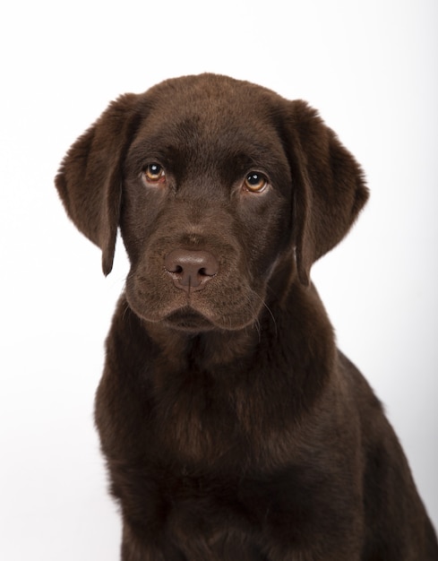 Vertical shot of an adorable Chocolate Labrador puppy on white background