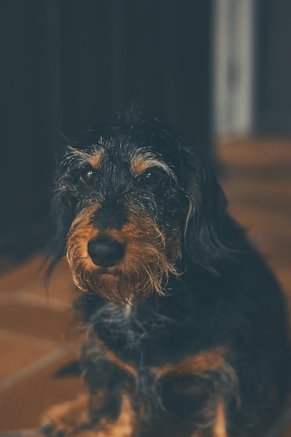 Vertical shot of an adorable dog