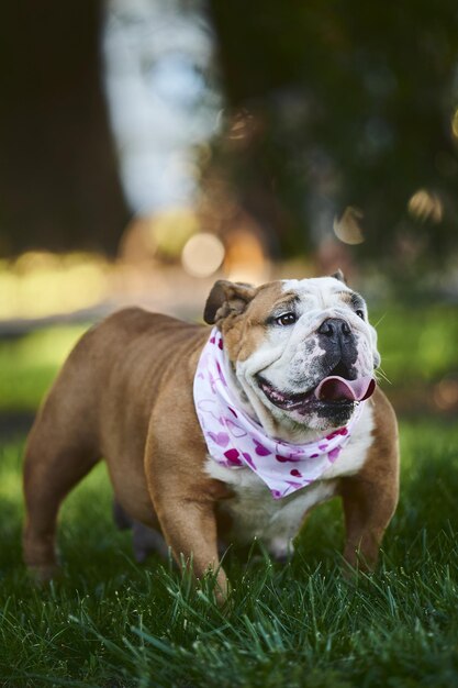 Vertical shot of an adorable English bulldog wearing a scarf