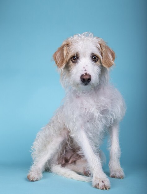 Colpo verticale di un adorabile cane di razza mista seduto su una superficie blu