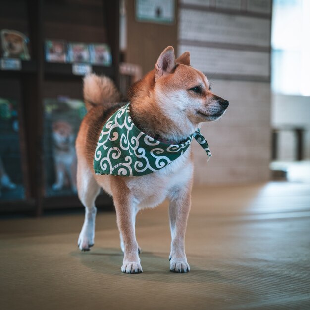 愛らしい柴犬の縦ショット