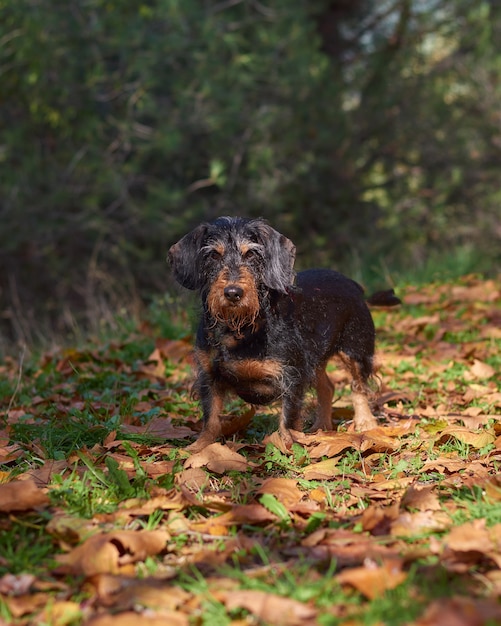 Vertical shot of an adorable wire-haired dachshund at a park