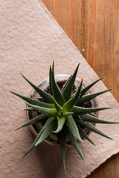 Vertical shot of an aloe in pot