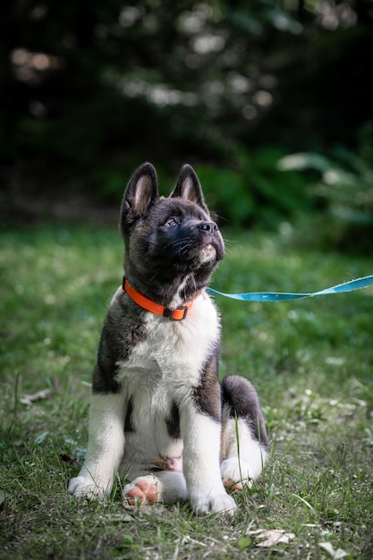 Vertical shot of an American Akita puppy